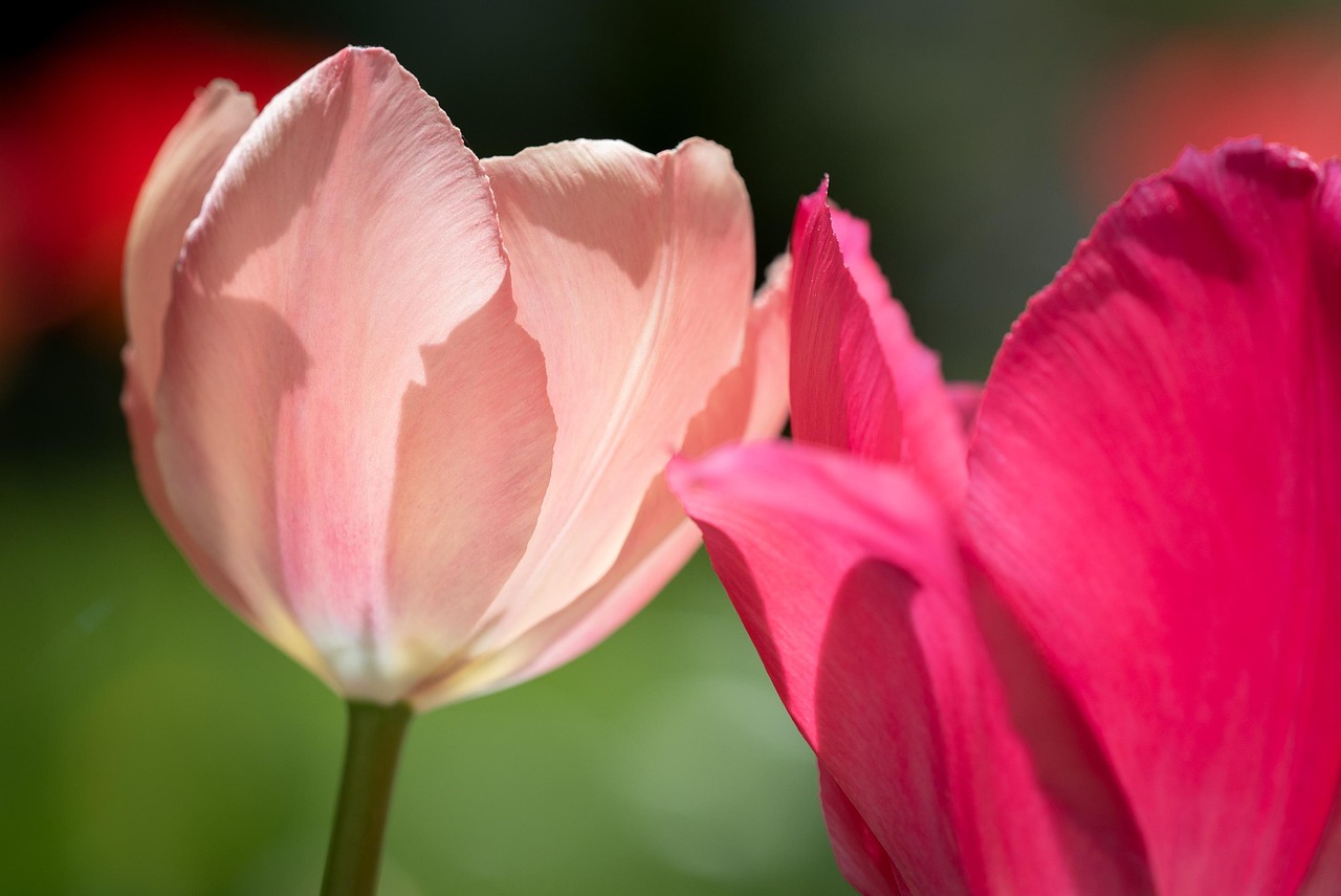 Basketball in Coral Springs