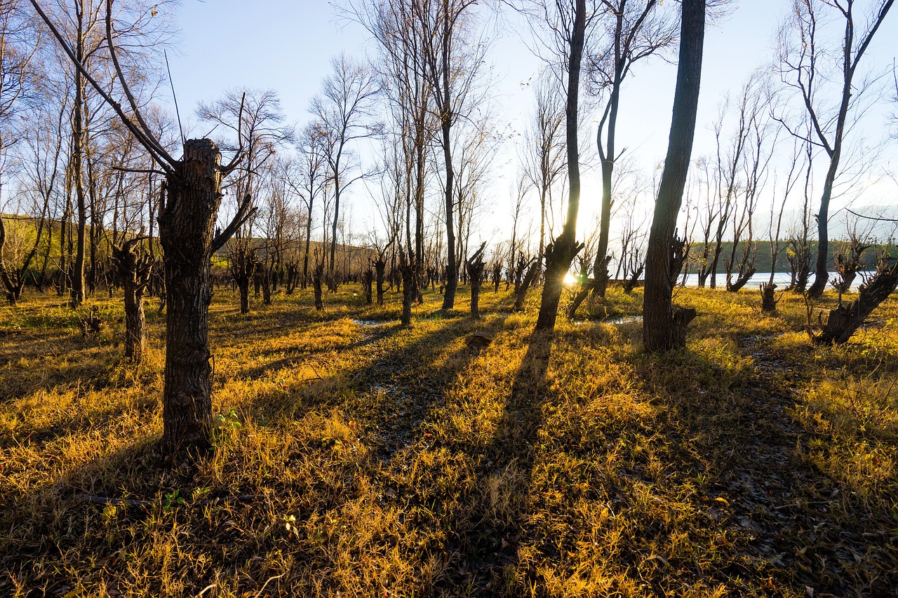 Basketball in Daly City