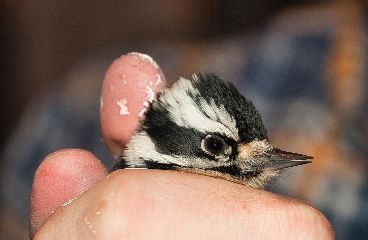 Basketball in Downey