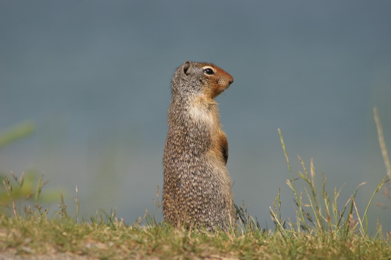 Basketball in Richardson