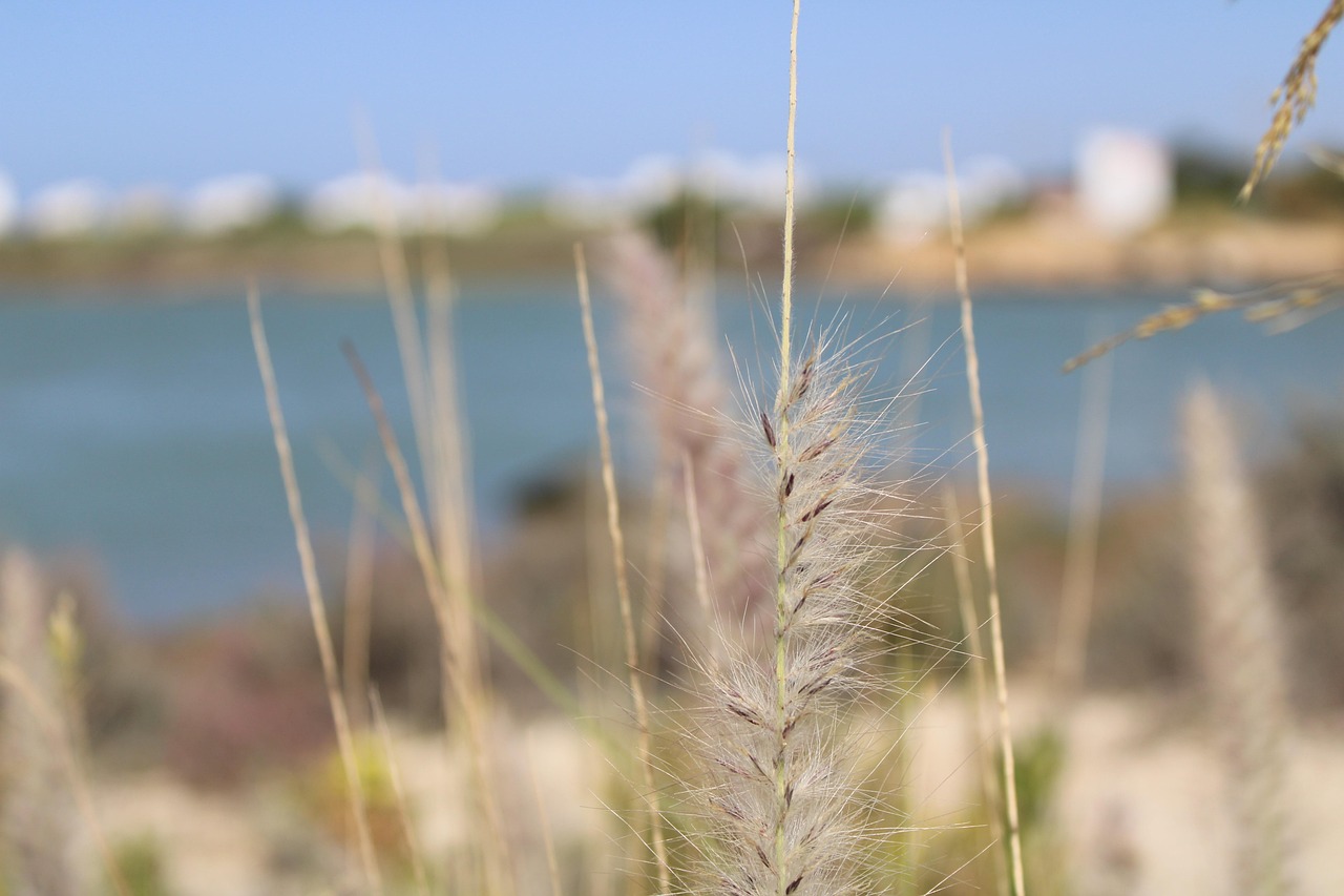 Basketball in Salinas
