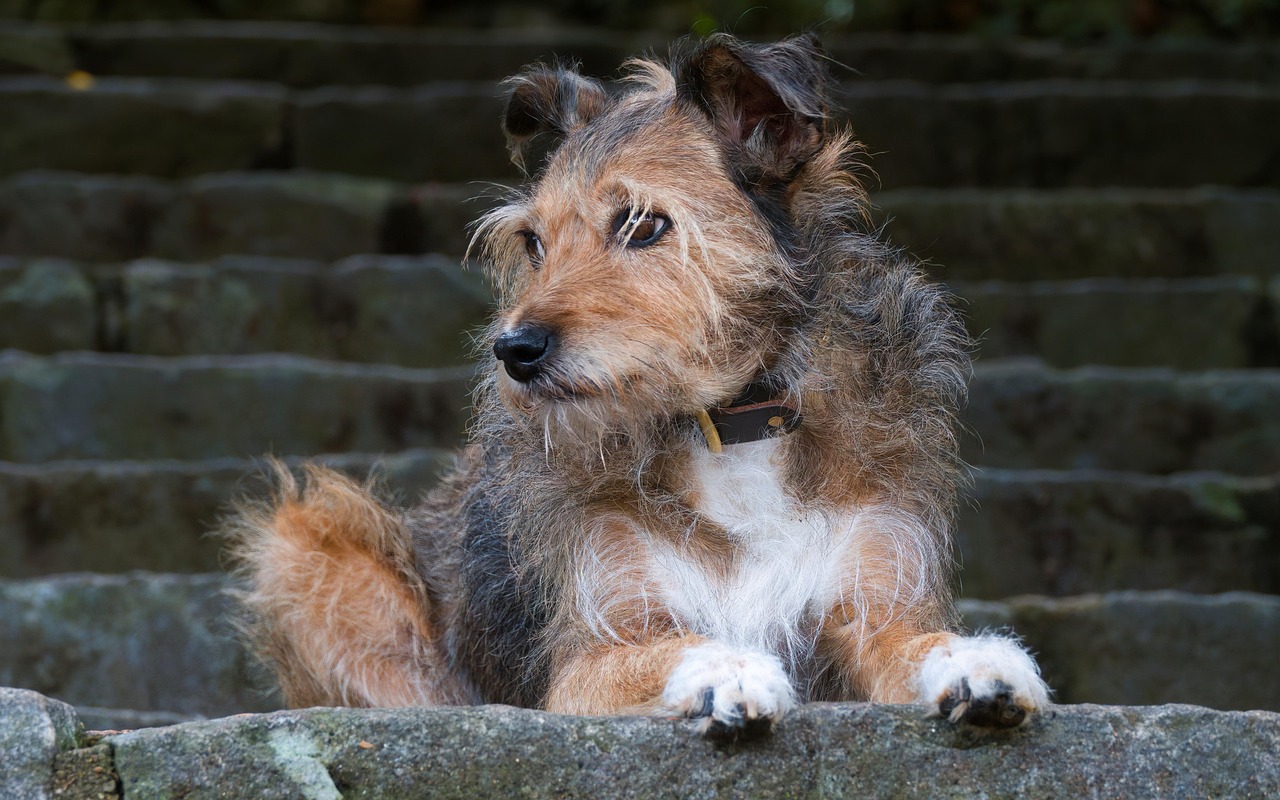 Basketball in Warren