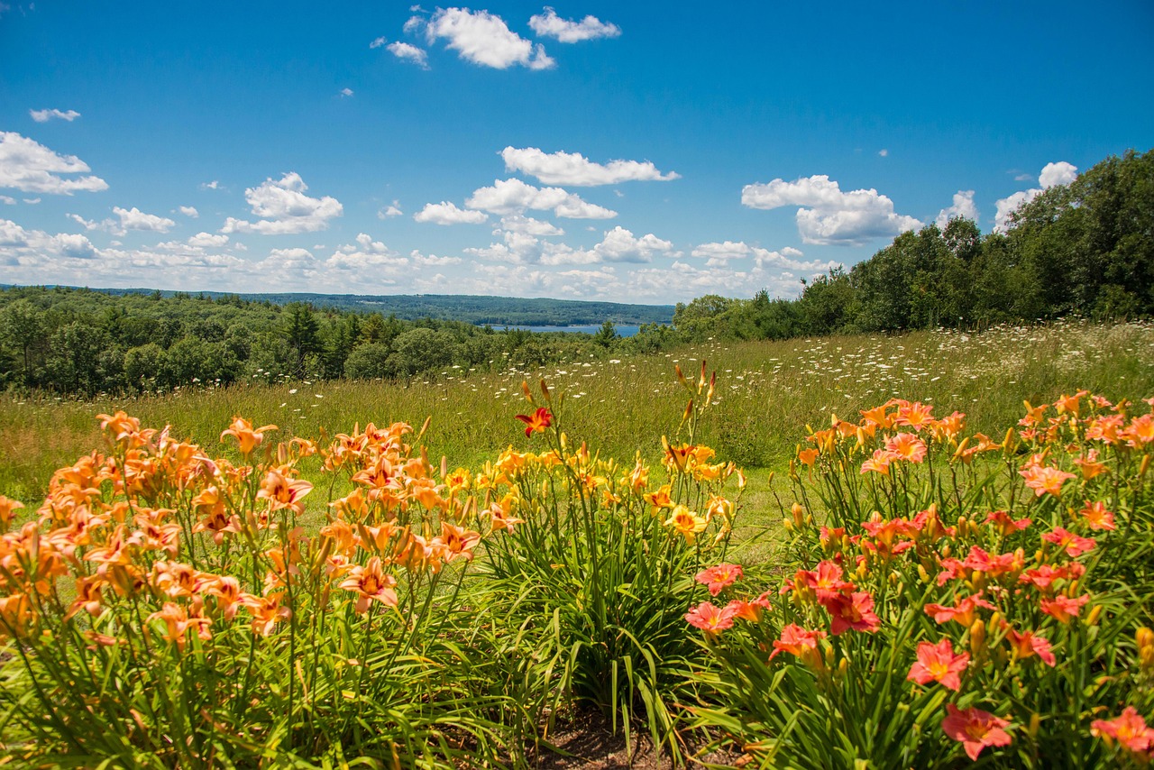 Basketball in Worcester